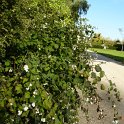 Symphoricarpos albus